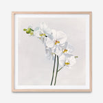 Shop White Orchid Stems (Square) Art Print a floral themed painted wall art print from The Print Emporium wall artwork collection - Buy Australian made fine art painting style poster and framed prints for the home and your interior decor room, TPE-186-AP