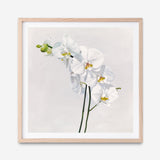 Shop White Orchid Stems (Square) Art Print a floral themed painted wall art print from The Print Emporium wall artwork collection - Buy Australian made fine art painting style poster and framed prints for the home and your interior decor room, TPE-186-AP