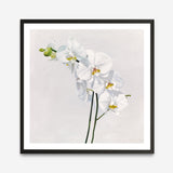 Shop White Orchid Stems (Square) Art Print a floral themed painted wall art print from The Print Emporium wall artwork collection - Buy Australian made fine art painting style poster and framed prints for the home and your interior decor room, TPE-186-AP