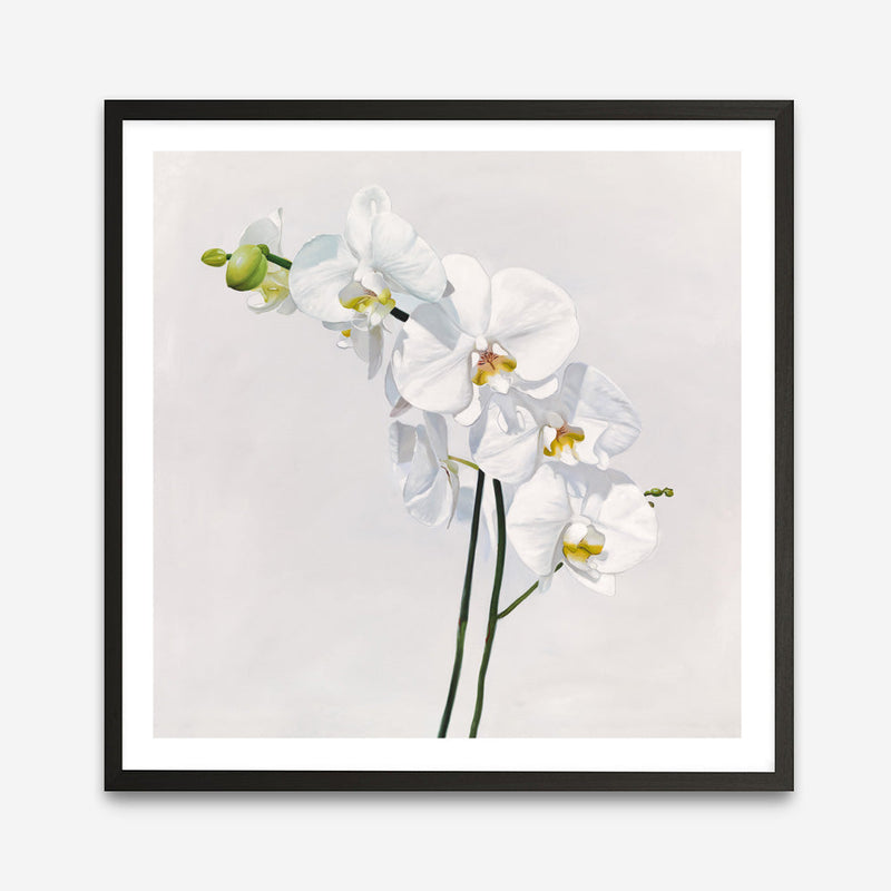 Shop White Orchid Stems (Square) Art Print a floral themed painted wall art print from The Print Emporium wall artwork collection - Buy Australian made fine art painting style poster and framed prints for the home and your interior decor room, TPE-186-AP