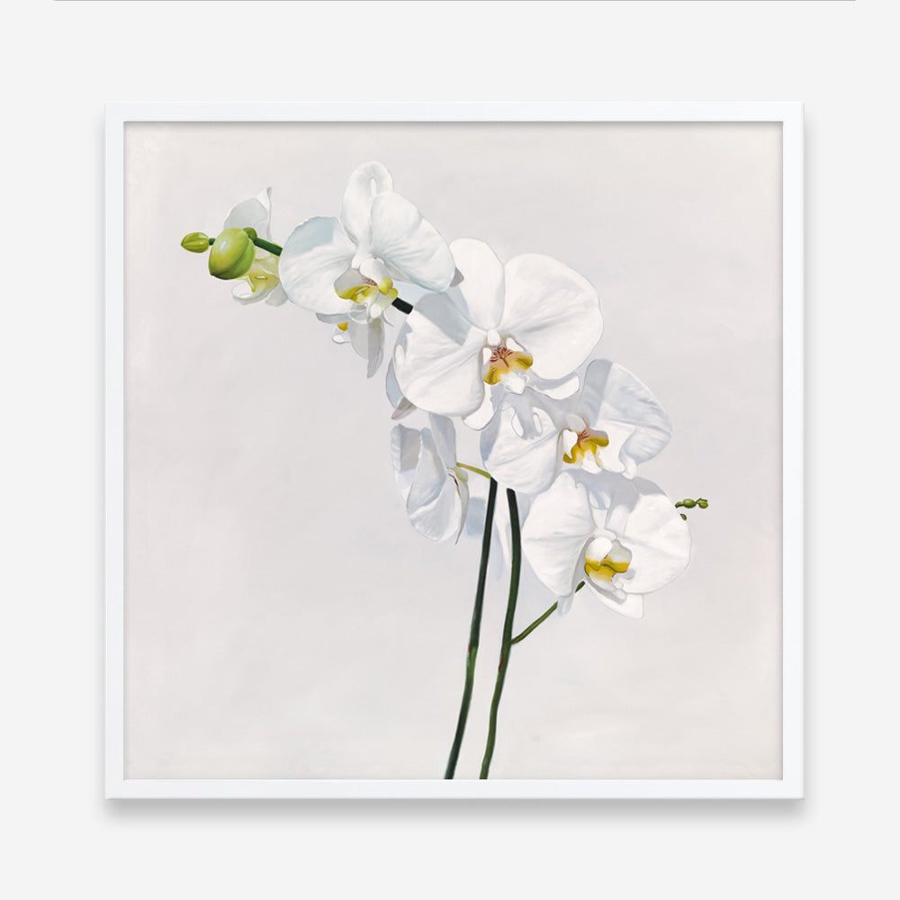 Shop White Orchid Stems (Square) Art Print a floral themed painted wall art print from The Print Emporium wall artwork collection - Buy Australian made fine art painting style poster and framed prints for the home and your interior decor room, TPE-186-AP