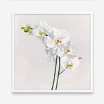 Shop White Orchid Stems (Square) Art Print a floral themed painted wall art print from The Print Emporium wall artwork collection - Buy Australian made fine art painting style poster and framed prints for the home and your interior decor room, TPE-186-AP