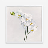 Shop White Orchid Stems (Square) Art Print a floral themed painted wall art print from The Print Emporium wall artwork collection - Buy Australian made fine art painting style poster and framed prints for the home and your interior decor room, TPE-186-AP