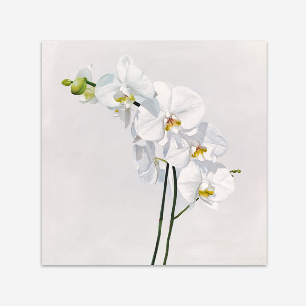 Shop White Orchid Stems (Square) Art Print a floral themed painted wall art print from The Print Emporium wall artwork collection - Buy Australian made fine art painting style poster and framed prints for the home and your interior decor room, TPE-186-AP