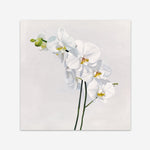 Shop White Orchid Stems (Square) Art Print a floral themed painted wall art print from The Print Emporium wall artwork collection - Buy Australian made fine art painting style poster and framed prints for the home and your interior decor room, TPE-186-AP