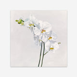Shop White Orchid Stems (Square) Art Print a floral themed painted wall art print from The Print Emporium wall artwork collection - Buy Australian made fine art painting style poster and framed prints for the home and your interior decor room, TPE-186-AP