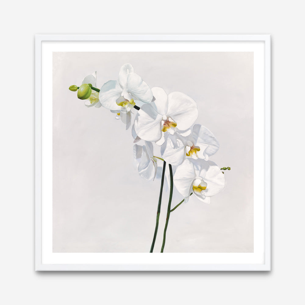 Shop White Orchid Stems (Square) Art Print a floral themed painted wall art print from The Print Emporium wall artwork collection - Buy Australian made fine art painting style poster and framed prints for the home and your interior decor room, TPE-186-AP