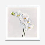 Shop White Orchid Stems (Square) Art Print a floral themed painted wall art print from The Print Emporium wall artwork collection - Buy Australian made fine art painting style poster and framed prints for the home and your interior decor room, TPE-186-AP