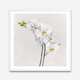 Shop White Orchid Stems (Square) Art Print a floral themed painted wall art print from The Print Emporium wall artwork collection - Buy Australian made fine art painting style poster and framed prints for the home and your interior decor room, TPE-186-AP