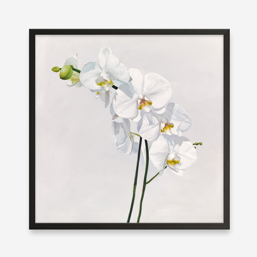 Shop White Orchid Stems (Square) Art Print a floral themed painted wall art print from The Print Emporium wall artwork collection - Buy Australian made fine art painting style poster and framed prints for the home and your interior decor room, TPE-186-AP