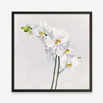 Shop White Orchid Stems (Square) Art Print a floral themed painted wall art print from The Print Emporium wall artwork collection - Buy Australian made fine art painting style poster and framed prints for the home and your interior decor room, TPE-186-AP