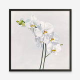 Shop White Orchid Stems (Square) Art Print a floral themed painted wall art print from The Print Emporium wall artwork collection - Buy Australian made fine art painting style poster and framed prints for the home and your interior decor room, TPE-186-AP