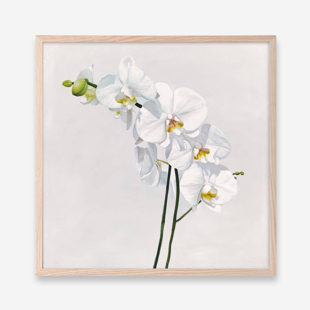 Shop White Orchid Stems (Square) Art Print a floral themed painted wall art print from The Print Emporium wall artwork collection - Buy Australian made fine art painting style poster and framed prints for the home and your interior decor room, TPE-186-AP