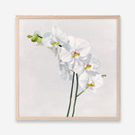 Shop White Orchid Stems (Square) Art Print a floral themed painted wall art print from The Print Emporium wall artwork collection - Buy Australian made fine art painting style poster and framed prints for the home and your interior decor room, TPE-186-AP