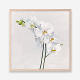 Shop White Orchid Stems (Square) Art Print a floral themed painted wall art print from The Print Emporium wall artwork collection - Buy Australian made fine art painting style poster and framed prints for the home and your interior decor room, TPE-186-AP