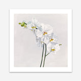 Shop White Orchid Stems (Square) Art Print a floral themed painted wall art print from The Print Emporium wall artwork collection - Buy Australian made fine art painting style poster and framed prints for the home and your interior decor room, TPE-186-AP