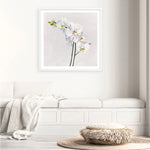 Shop White Orchid Stems (Square) Art Print a floral themed painted wall art print from The Print Emporium wall artwork collection - Buy Australian made fine art painting style poster and framed prints for the home and your interior decor room, TPE-186-AP