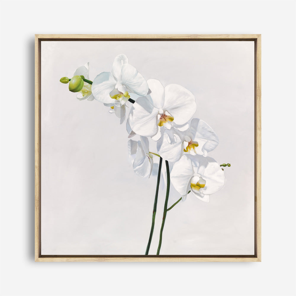 Shop White Orchid Stems (Square) Canvas Print a floral themed painted framed canvas wall art print from The Print Emporium artwork collection - Buy Australian made fine art painting style stretched canvas prints for the home and your interior decor space, TPE-186-CA-40X40-NF