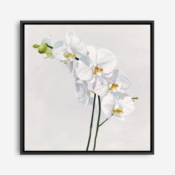 Shop White Orchid Stems (Square) Canvas Print a floral themed painted framed canvas wall art print from The Print Emporium artwork collection - Buy Australian made fine art painting style stretched canvas prints for the home and your interior decor space, TPE-186-CA-40X40-NF