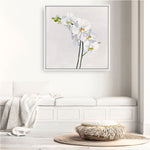 Shop White Orchid Stems (Square) Canvas Print a floral themed painted framed canvas wall art print from The Print Emporium artwork collection - Buy Australian made fine art painting style stretched canvas prints for the home and your interior decor space, TPE-186-CA-40X40-NF