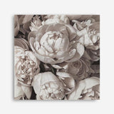 Shop White Peony Buds (Square) Canvas Print a floral themed painted framed canvas wall art print from The Print Emporium artwork collection - Buy Australian made fine art painting style stretched canvas prints for the home and your interior decor space, TPE-384-CA-40X40-NF