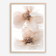 Shop Winter Blooms I Photo Art Print a floral themed photography wall art print from The Print Emporium wall artwork collection - Buy Australian made fine art poster and framed prints for the home and your interior decor room, TPE-1138-AP