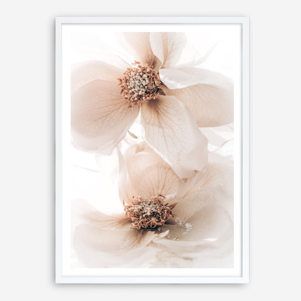 Shop Winter Blooms I Photo Art Print a floral themed photography wall art print from The Print Emporium wall artwork collection - Buy Australian made fine art poster and framed prints for the home and your interior decor room, TPE-1138-AP
