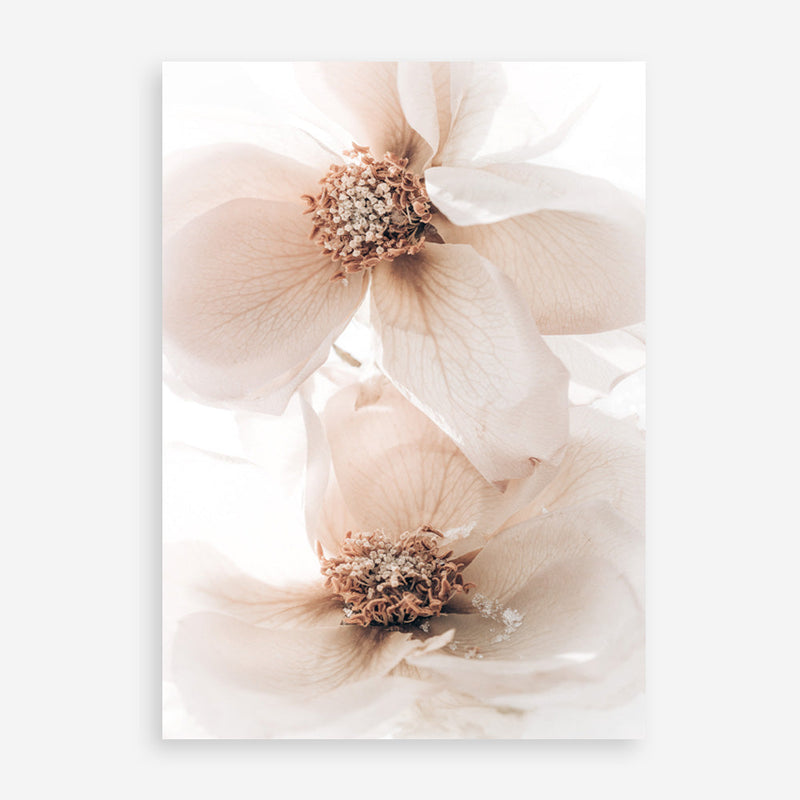 Shop Winter Blooms I Photo Art Print a floral themed photography wall art print from The Print Emporium wall artwork collection - Buy Australian made fine art poster and framed prints for the home and your interior decor room, TPE-1138-AP