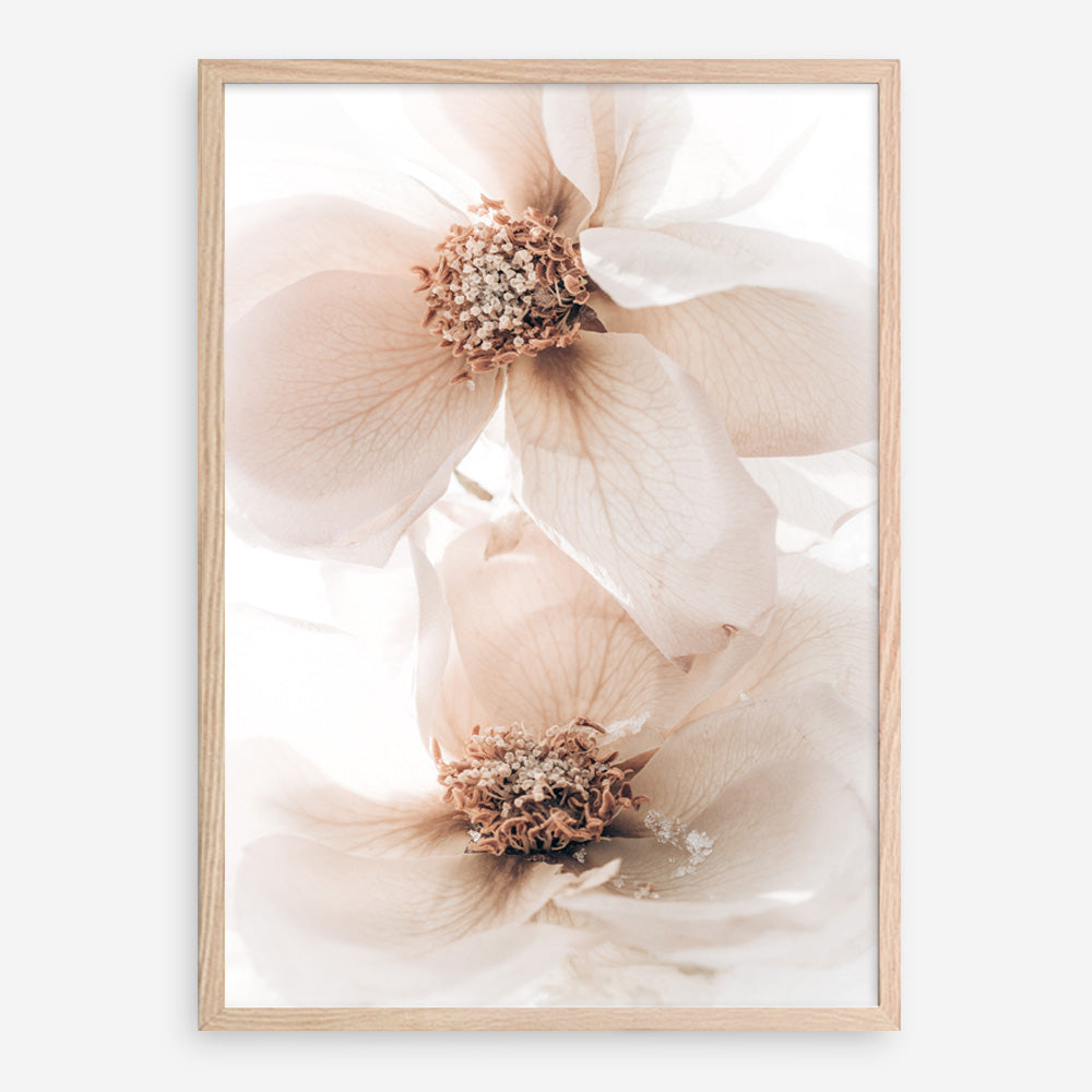 Shop Winter Blooms I Photo Art Print a floral themed photography wall art print from The Print Emporium wall artwork collection - Buy Australian made fine art poster and framed prints for the home and your interior decor room, TPE-1138-AP