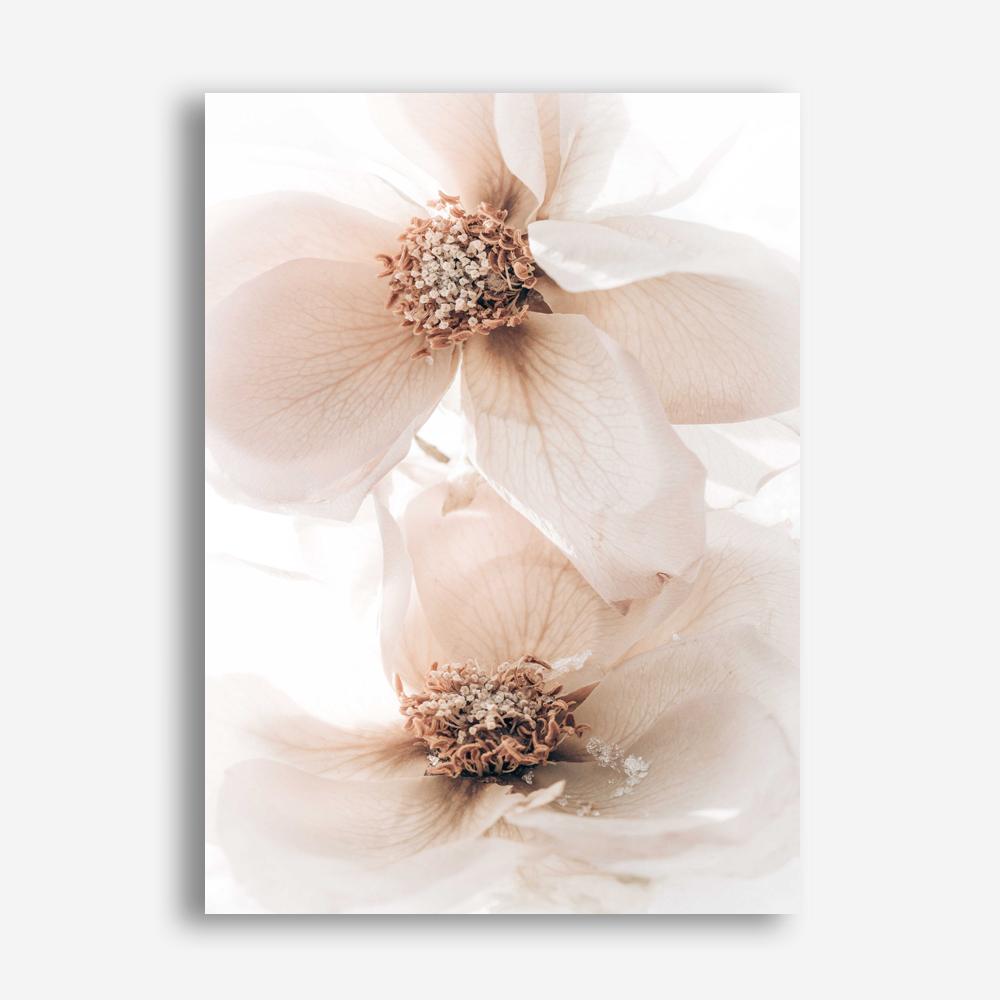 Shop Winter Blooms I Photo Canvas Print a floral themed photography framed stretched canvas print from The Print Emporium wall artwork collection - Buy Australian made prints for the home and your interior decor space, TPE-1138-CA-35X46-NF