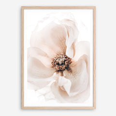 Shop Winter Blooms II Photo Art Print a floral themed photography wall art print from The Print Emporium wall artwork collection - Buy Australian made fine art poster and framed prints for the home and your interior decor room, TPE-1139-AP