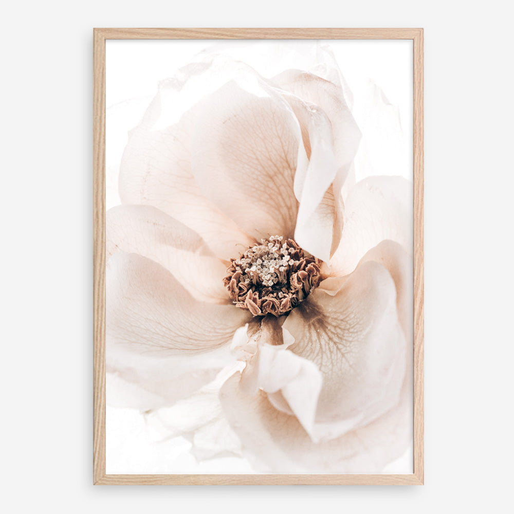Shop Winter Blooms II Photo Art Print a floral themed photography wall art print from The Print Emporium wall artwork collection - Buy Australian made fine art poster and framed prints for the home and your interior decor room, TPE-1139-AP
