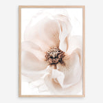 Shop Winter Blooms II Photo Art Print a floral themed photography wall art print from The Print Emporium wall artwork collection - Buy Australian made fine art poster and framed prints for the home and your interior decor room, TPE-1139-AP