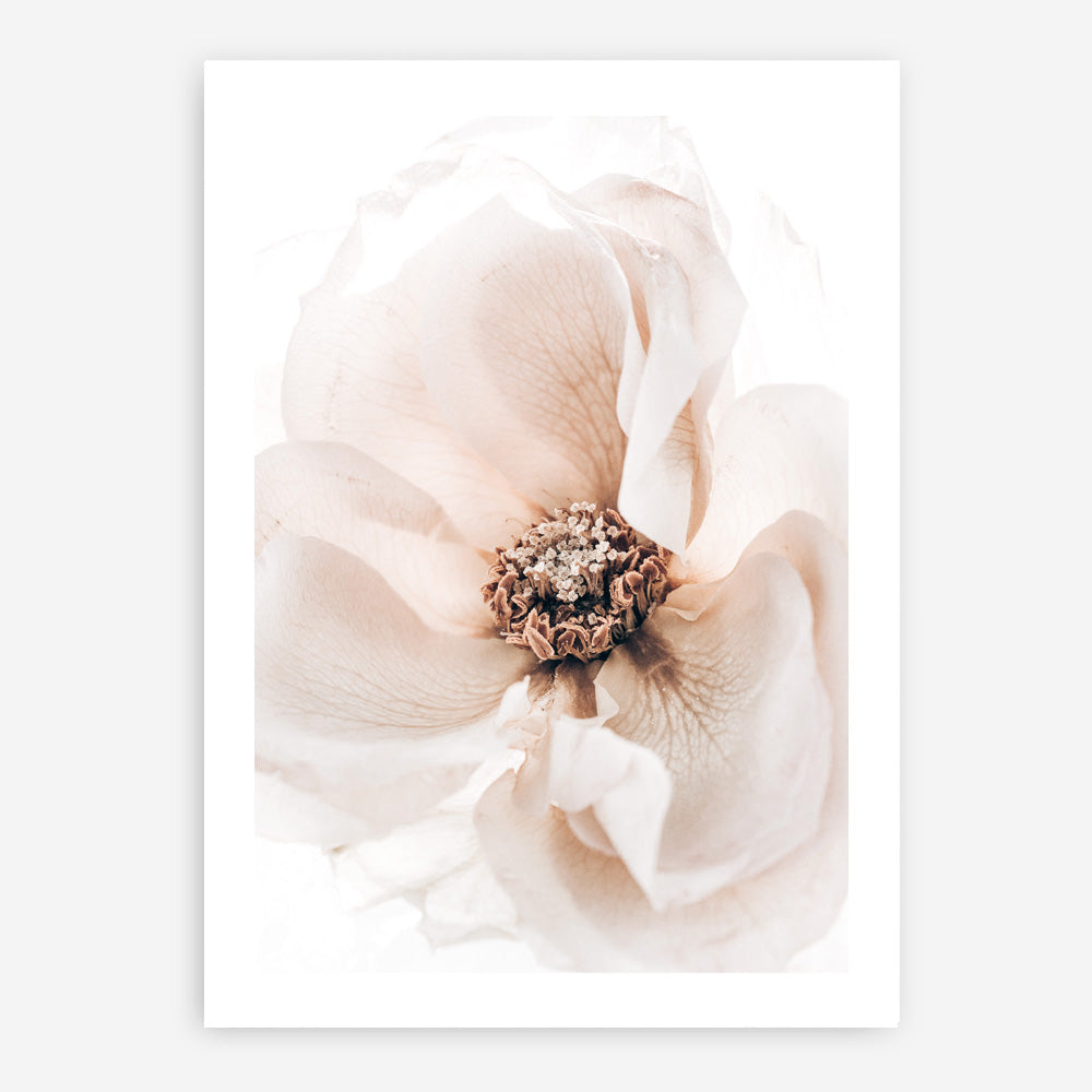 Shop Winter Blooms II Photo Art Print a floral themed photography wall art print from The Print Emporium wall artwork collection - Buy Australian made fine art poster and framed prints for the home and your interior decor room, TPE-1139-AP