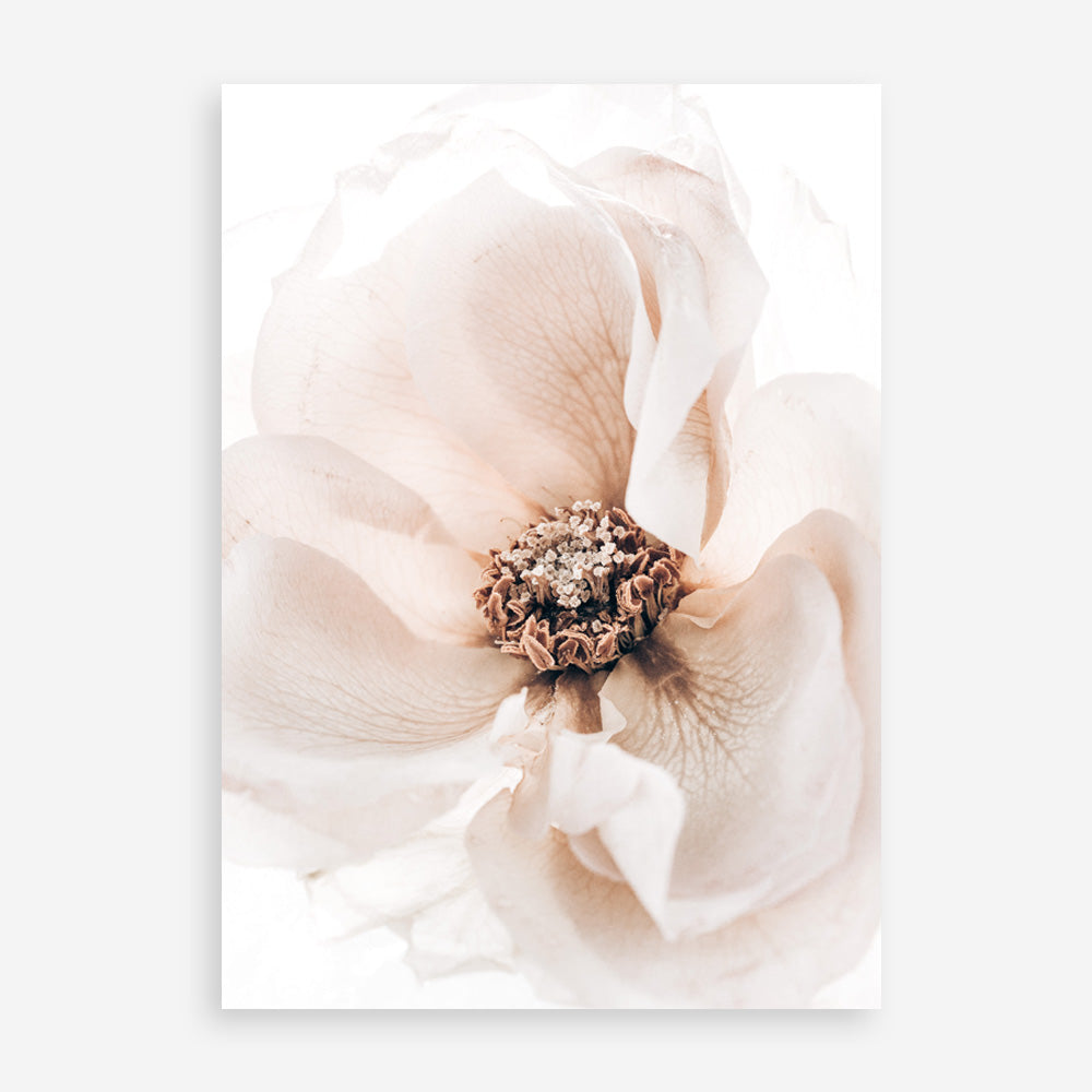 Shop Winter Blooms II Photo Art Print a floral themed photography wall art print from The Print Emporium wall artwork collection - Buy Australian made fine art poster and framed prints for the home and your interior decor room, TPE-1139-AP