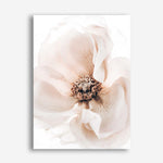 Shop Winter Blooms II Photo Canvas Print a floral themed photography framed stretched canvas print from The Print Emporium wall artwork collection - Buy Australian made prints for the home and your interior decor space, TPE-1139-CA-35X46-NF