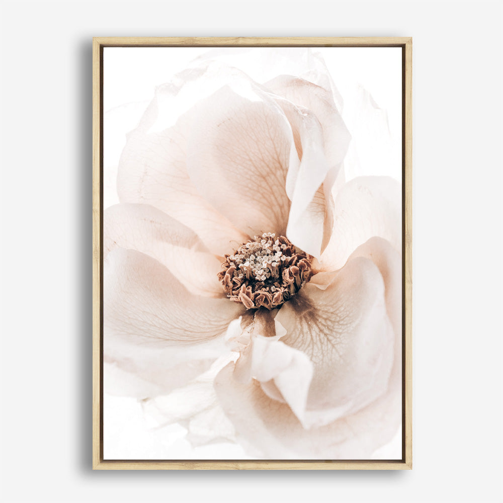 Shop Winter Blooms II Photo Canvas Print a floral themed photography framed stretched canvas print from The Print Emporium wall artwork collection - Buy Australian made prints for the home and your interior decor space, TPE-1139-CA-35X46-NF