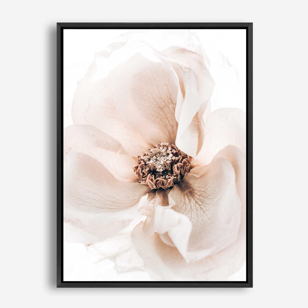 Shop Winter Blooms II Photo Canvas Print a floral themed photography framed stretched canvas print from The Print Emporium wall artwork collection - Buy Australian made prints for the home and your interior decor space, TPE-1139-CA-35X46-NF