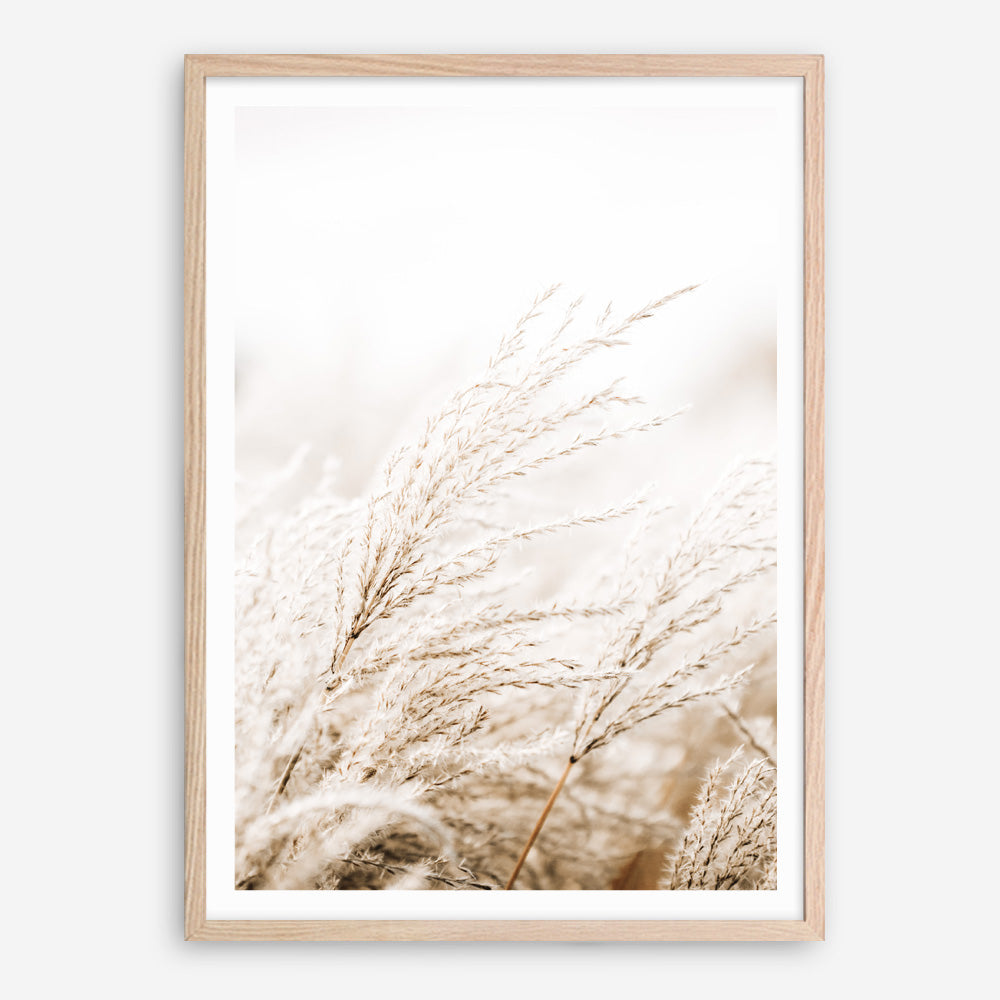 Shop Winter Pampas Reeds Photo Art Print a coastal themed photography wall art print from The Print Emporium wall artwork collection - Buy Australian made fine art poster and framed prints for the home and your interior decor, TPE-1135-AP