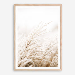 Shop Winter Pampas Reeds Photo Art Print a coastal themed photography wall art print from The Print Emporium wall artwork collection - Buy Australian made fine art poster and framed prints for the home and your interior decor, TPE-1135-AP