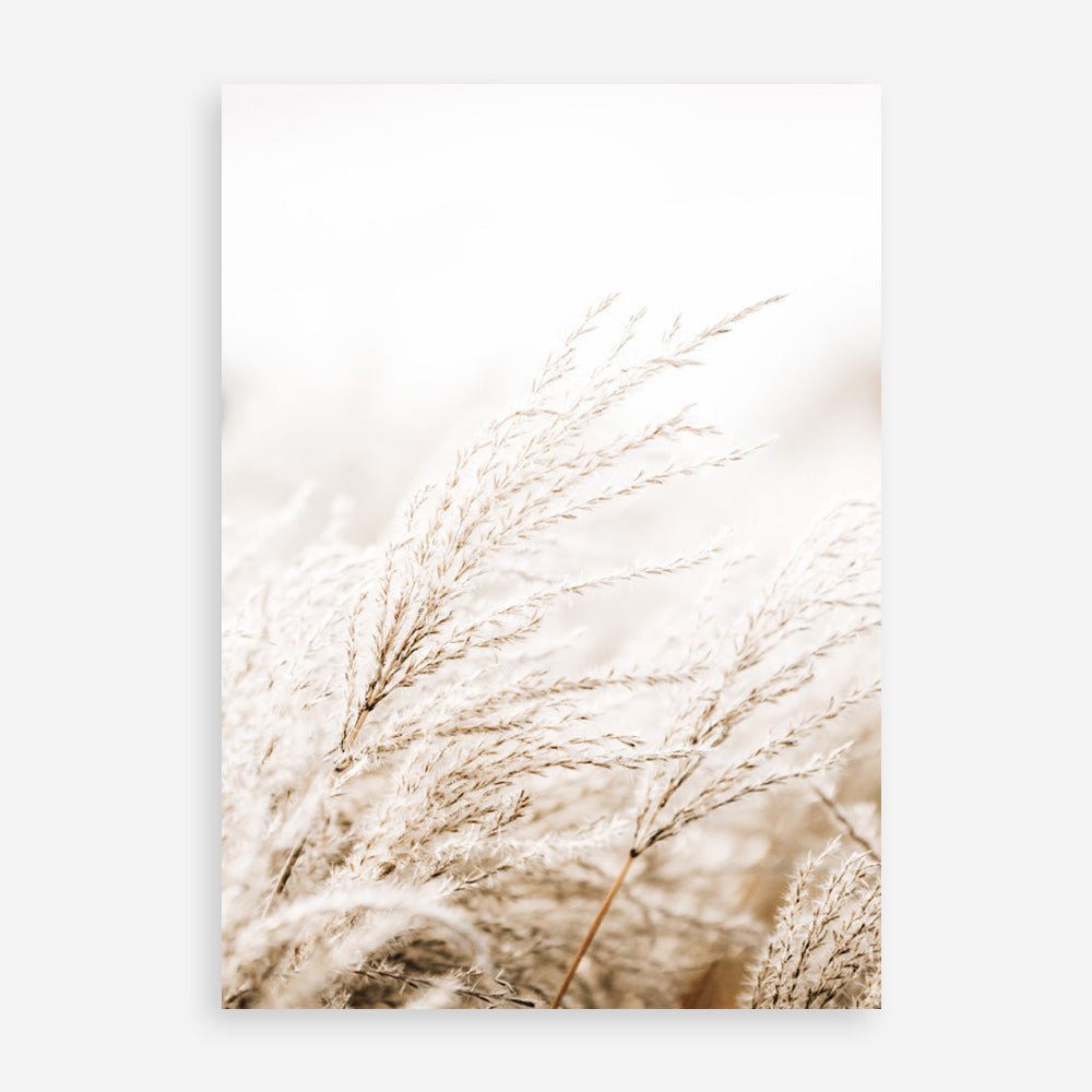 Shop Winter Pampas Reeds Photo Art Print a coastal themed photography wall art print from The Print Emporium wall artwork collection - Buy Australian made fine art poster and framed prints for the home and your interior decor, TPE-1135-AP