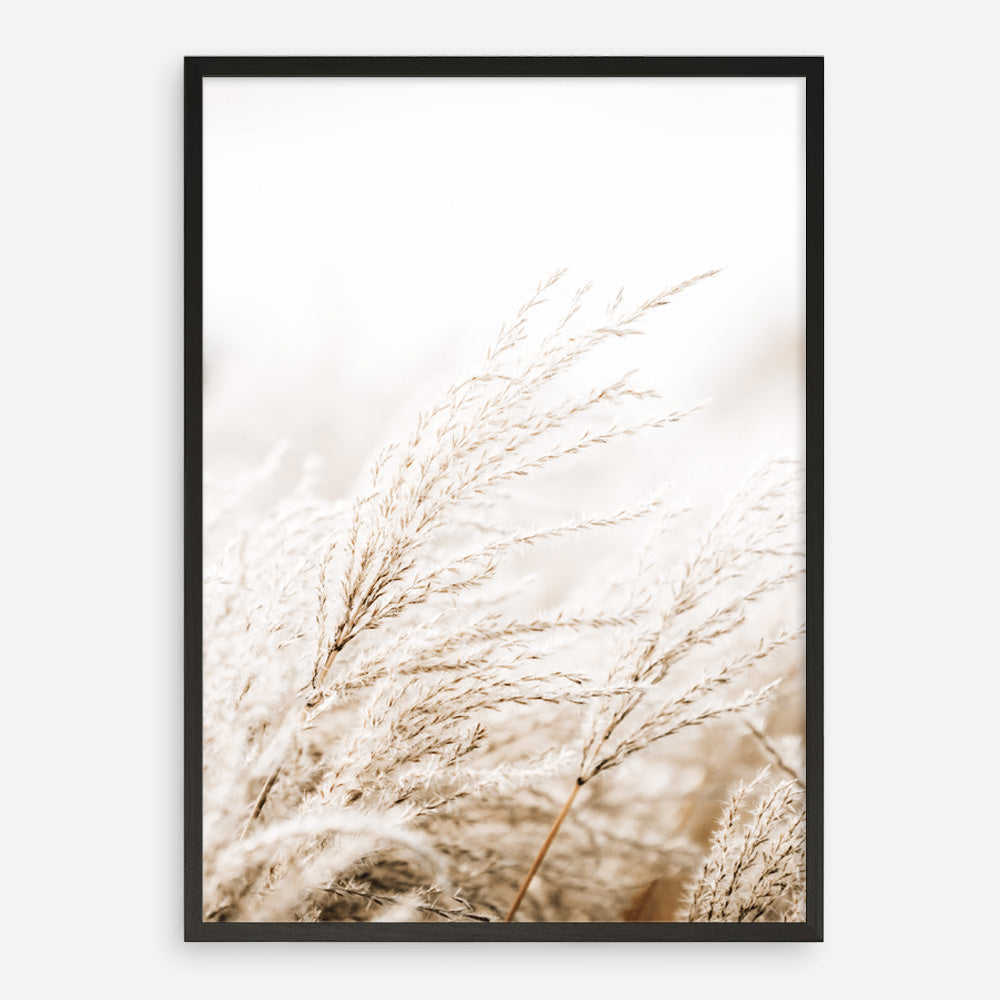 Shop Winter Pampas Reeds Photo Art Print a coastal themed photography wall art print from The Print Emporium wall artwork collection - Buy Australian made fine art poster and framed prints for the home and your interior decor, TPE-1135-AP
