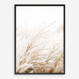 Shop Winter Pampas Reeds Photo Art Print a coastal themed photography wall art print from The Print Emporium wall artwork collection - Buy Australian made fine art poster and framed prints for the home and your interior decor, TPE-1135-AP