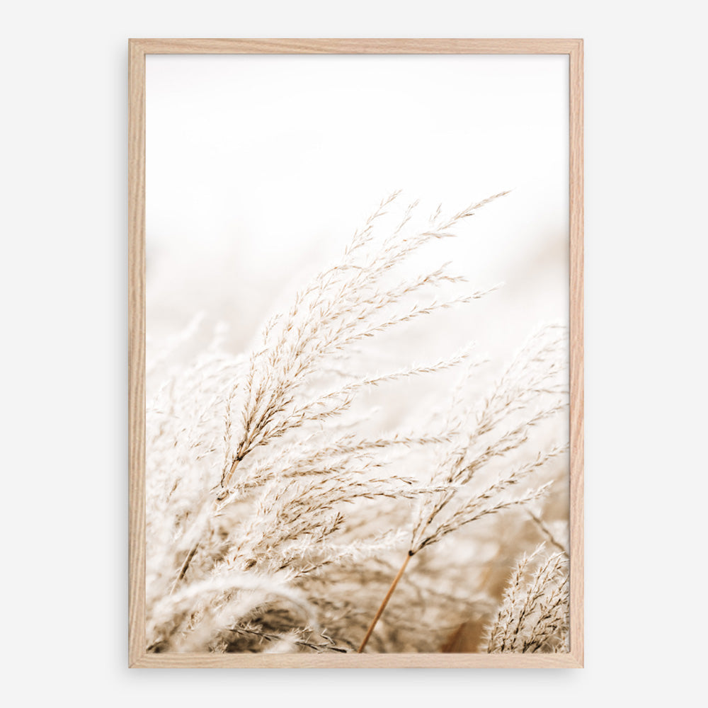 Shop Winter Pampas Reeds Photo Art Print a coastal themed photography wall art print from The Print Emporium wall artwork collection - Buy Australian made fine art poster and framed prints for the home and your interior decor, TPE-1135-AP