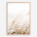 Shop Winter Pampas Reeds Photo Art Print a coastal themed photography wall art print from The Print Emporium wall artwork collection - Buy Australian made fine art poster and framed prints for the home and your interior decor, TPE-1135-AP