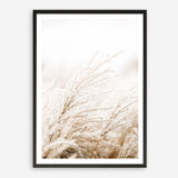 Shop Winter Pampas Reeds Photo Art Print a coastal themed photography wall art print from The Print Emporium wall artwork collection - Buy Australian made fine art poster and framed prints for the home and your interior decor, TPE-1135-AP