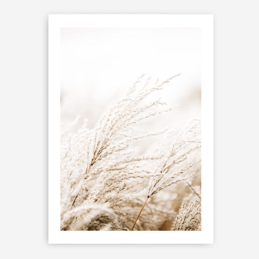 Shop Winter Pampas Reeds Photo Art Print a coastal themed photography wall art print from The Print Emporium wall artwork collection - Buy Australian made fine art poster and framed prints for the home and your interior decor, TPE-1135-AP