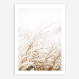 Shop Winter Pampas Reeds Photo Art Print a coastal themed photography wall art print from The Print Emporium wall artwork collection - Buy Australian made fine art poster and framed prints for the home and your interior decor, TPE-1135-AP