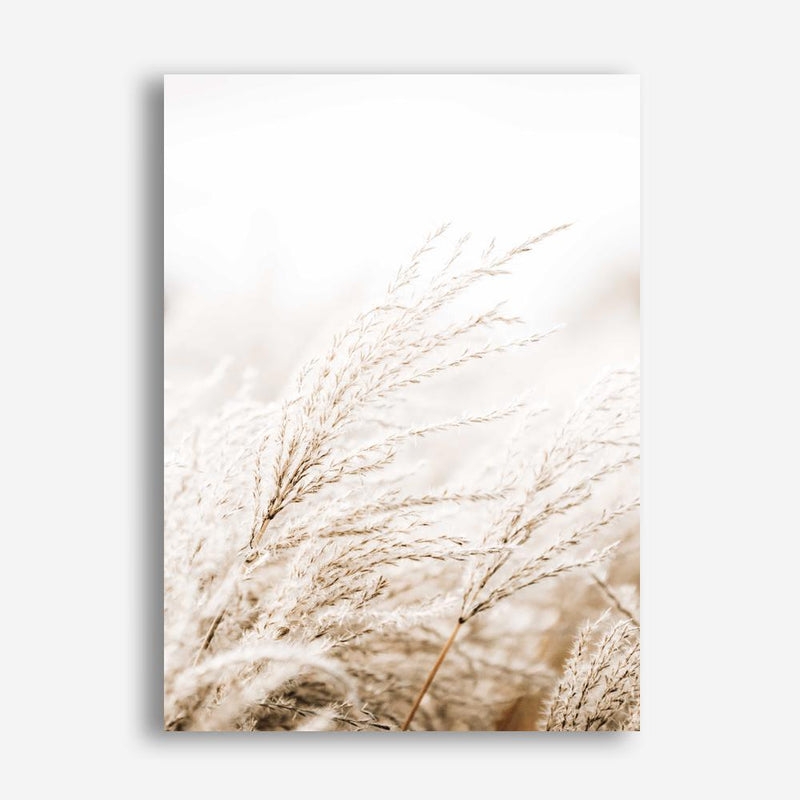 Shop Winter Pampas Reeds Photo Canvas Print a coastal themed photography framed stretched canvas print from The Print Emporium wall artwork collection - Buy Australian made prints for the home and your interior decor space, TPE-1135-CA-35X46-NF