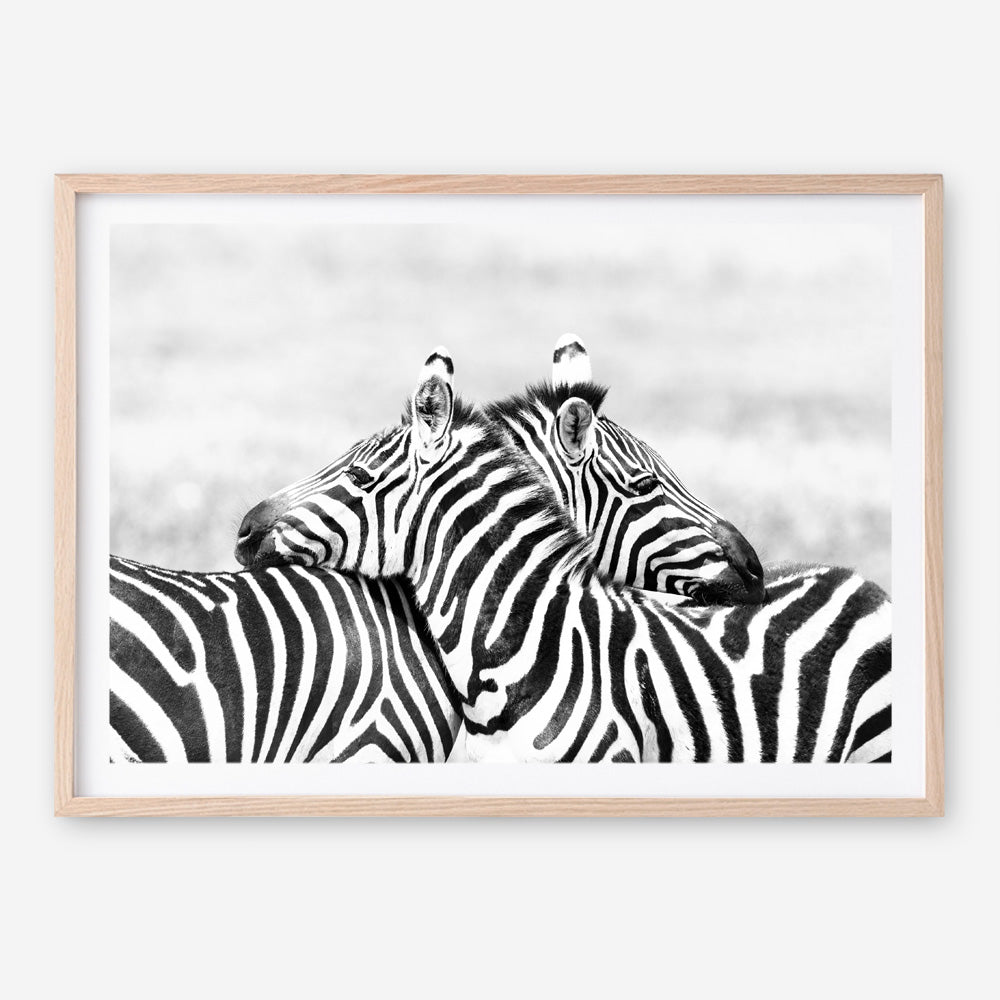 Shop Zebra Hug Photo Art Print a photography wall art print from The Print Emporium wall artwork collection - Buy Australian made fine art poster and framed prints for the home and your interior decor room, TPE-876-AP
